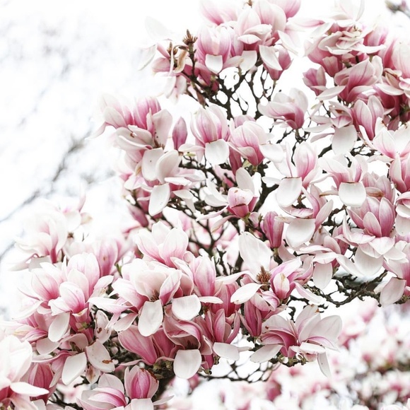 Tops - 🌸 Thank you! 🌸